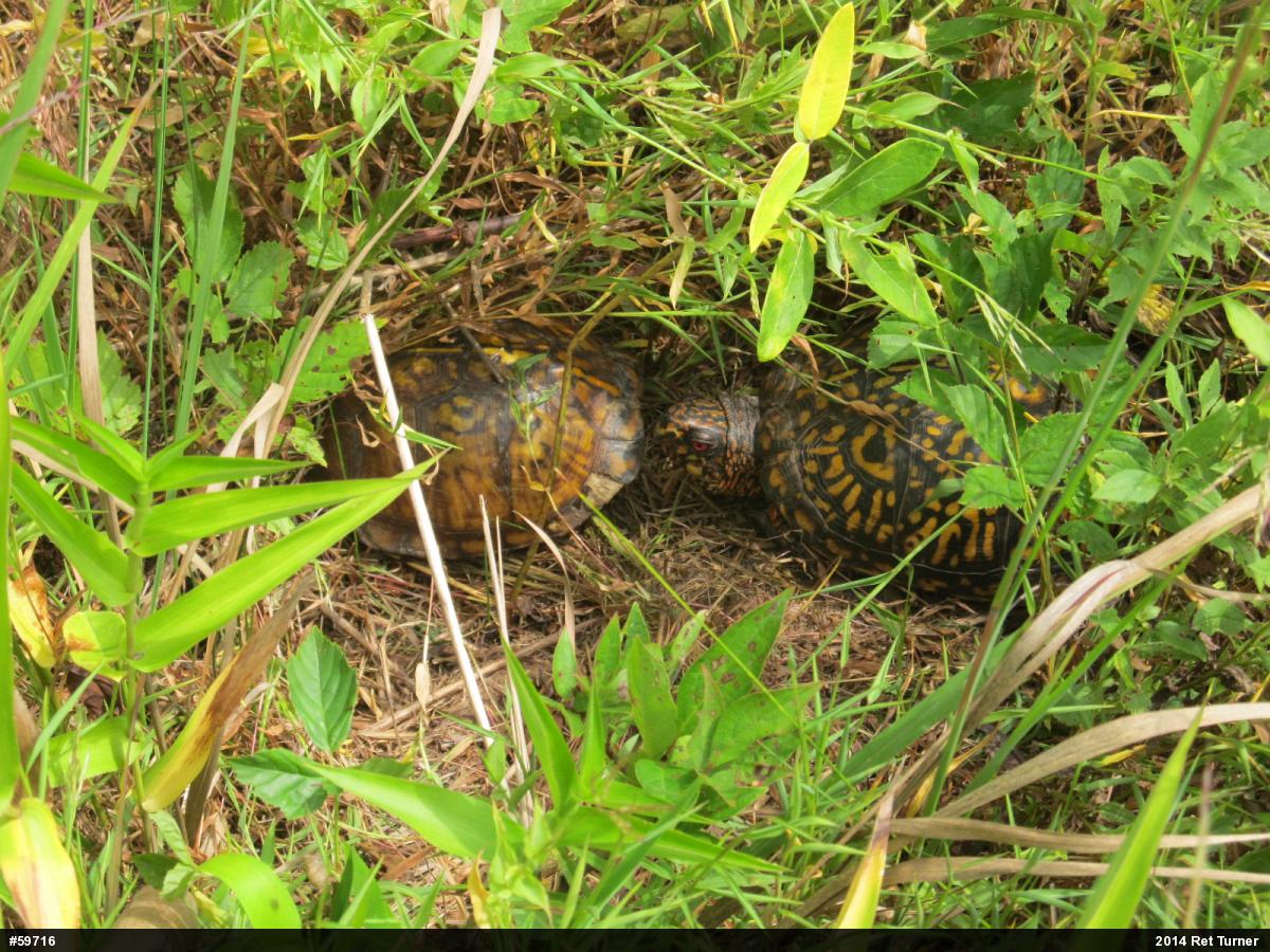 Eastern Box Turtle