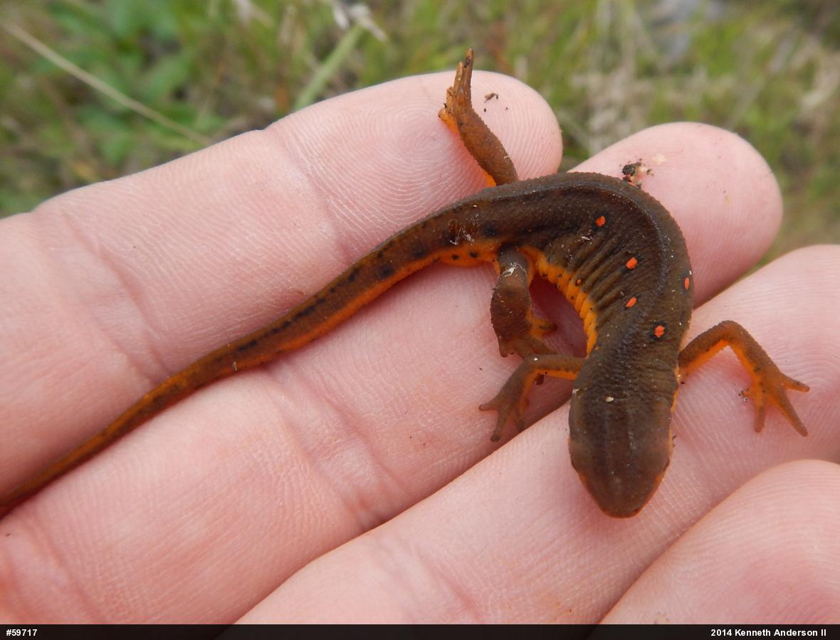 Red-spotted Newt