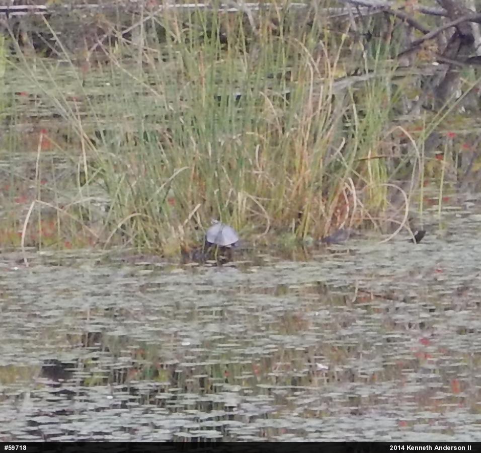 Painted Turtle