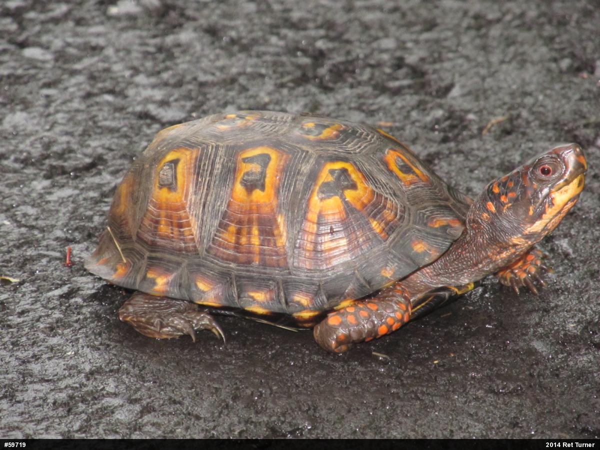 Eastern Box Turtle