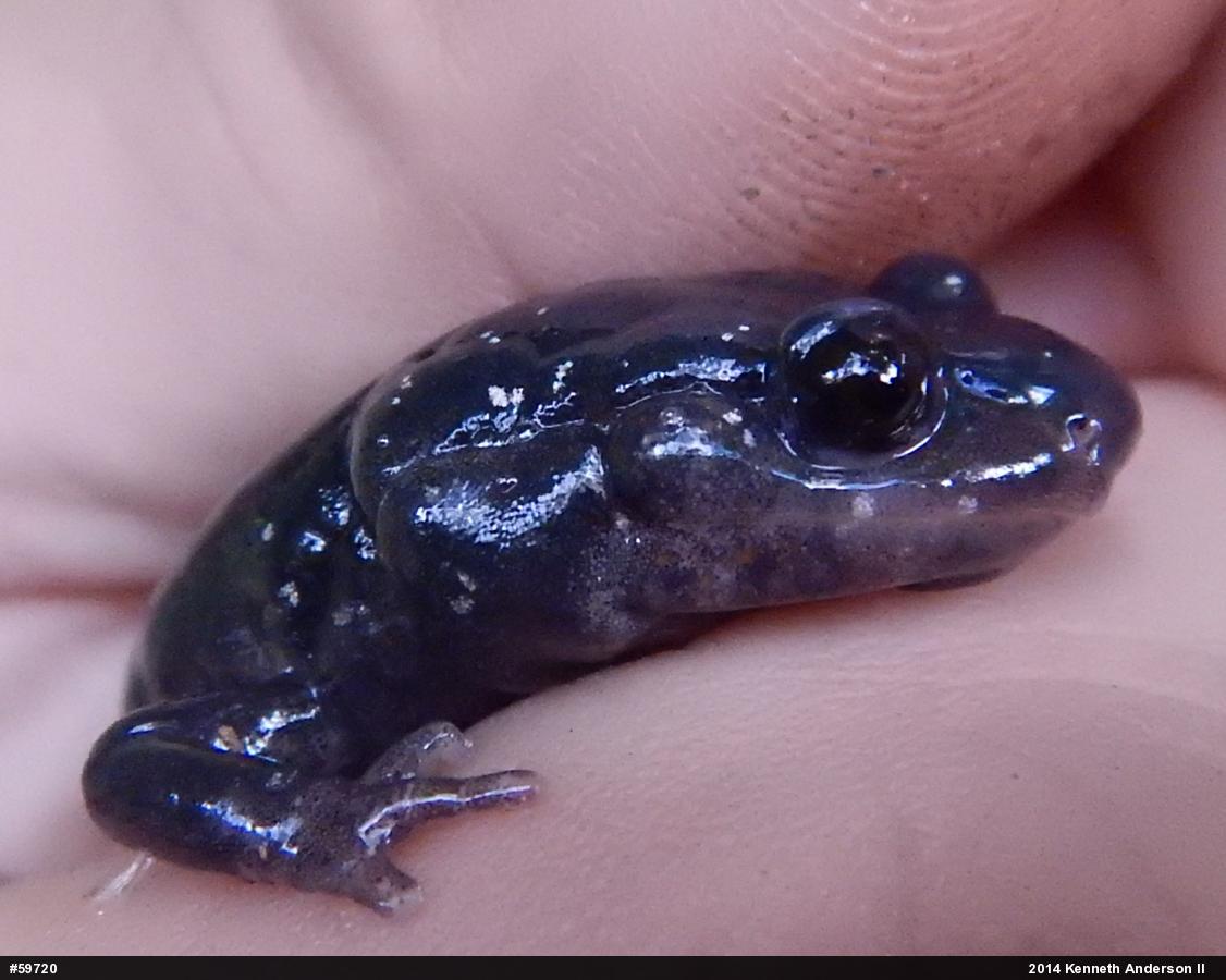 Northern Slimy Salamander