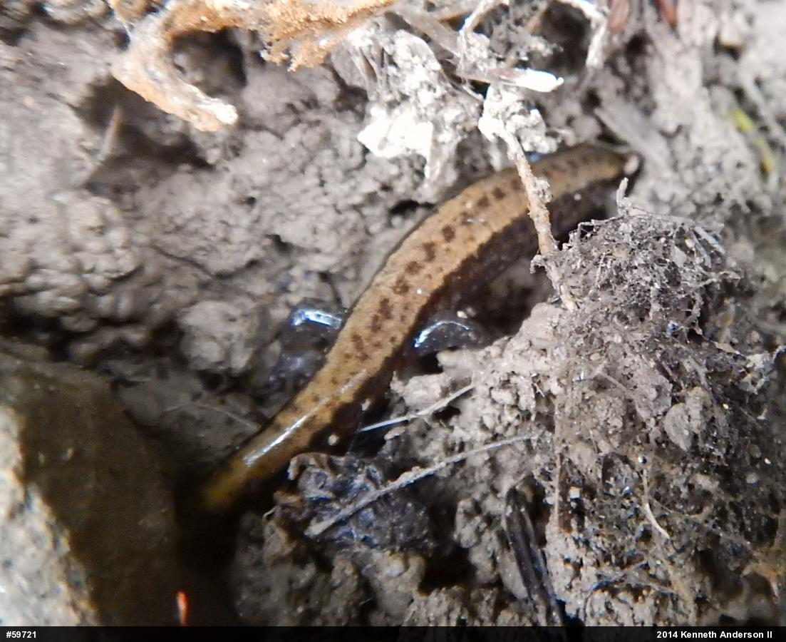 Allegheny Mountain Dusky Salamander