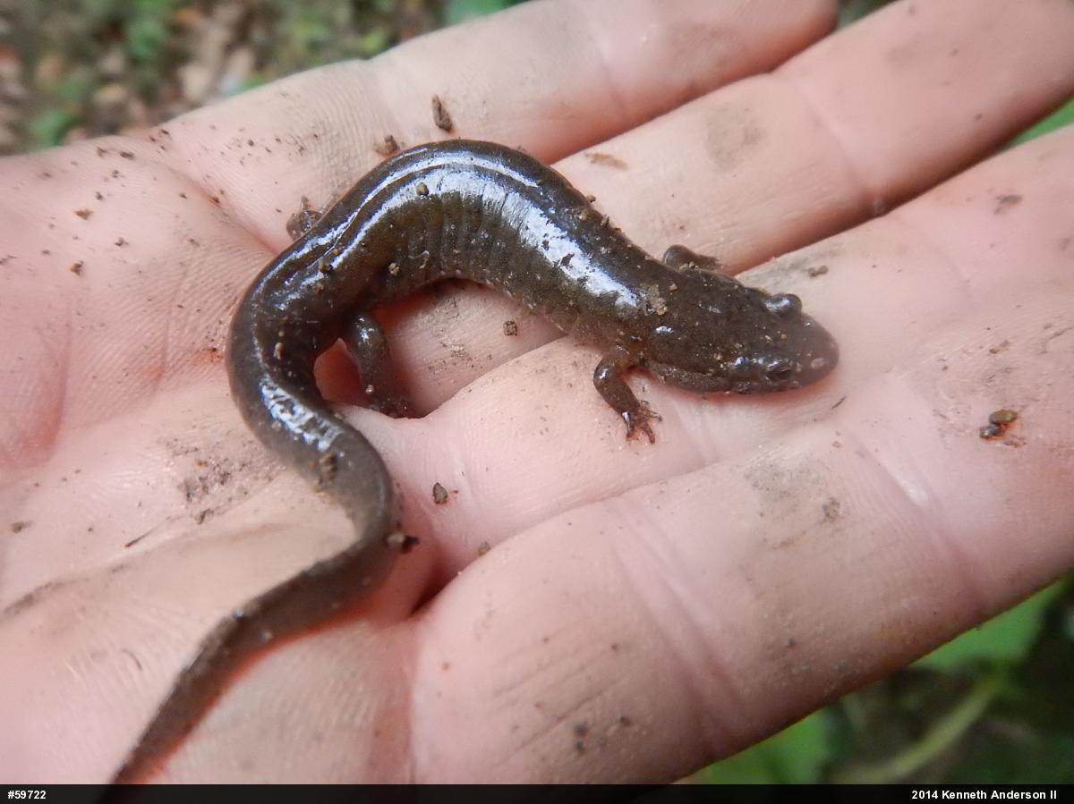 Northern Dusky Salamander