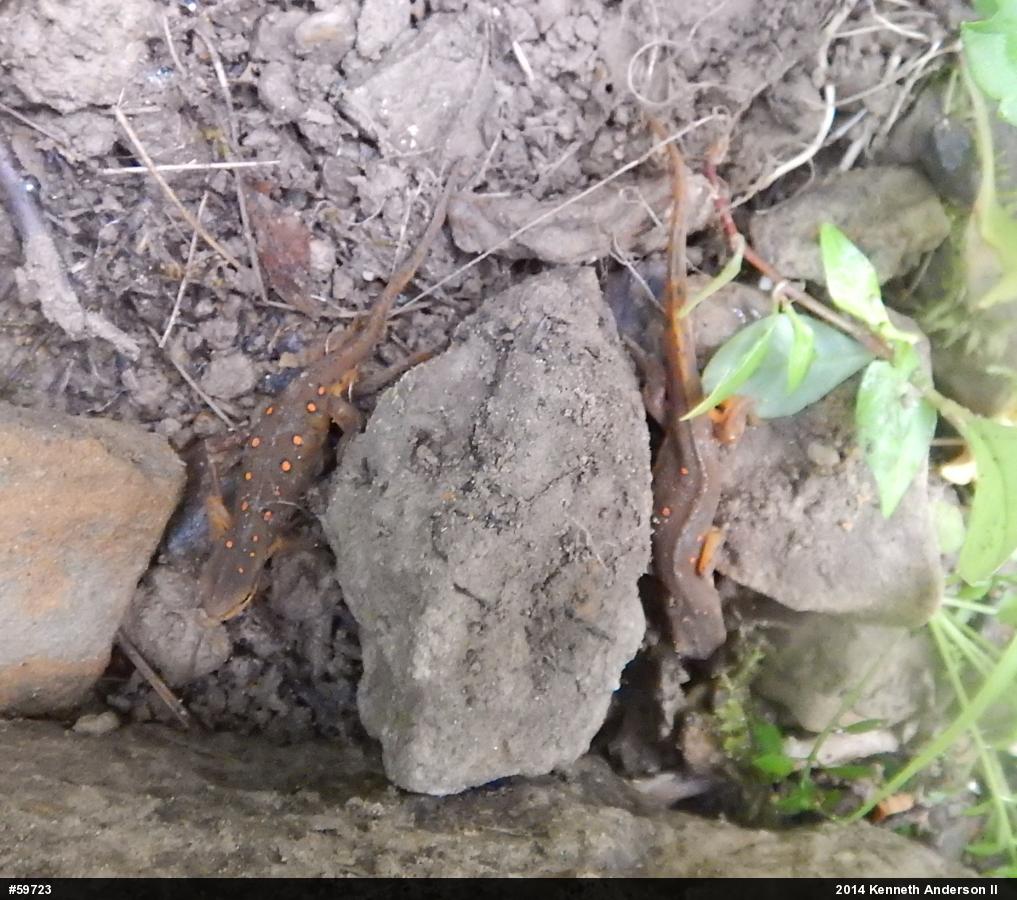 Red-spotted Newt