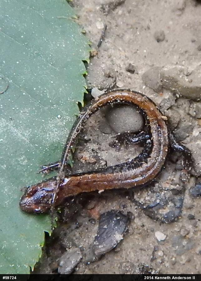 Allegheny Mountain Dusky Salamander