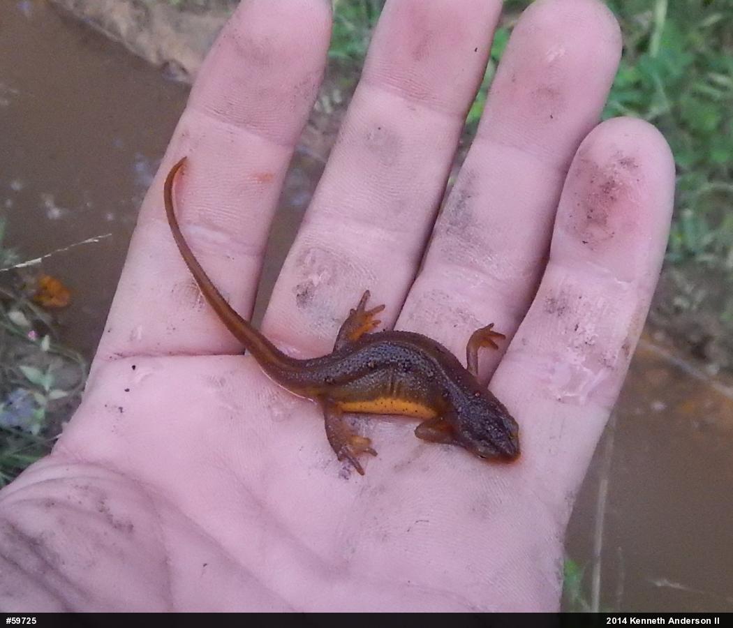 Red-spotted Newt