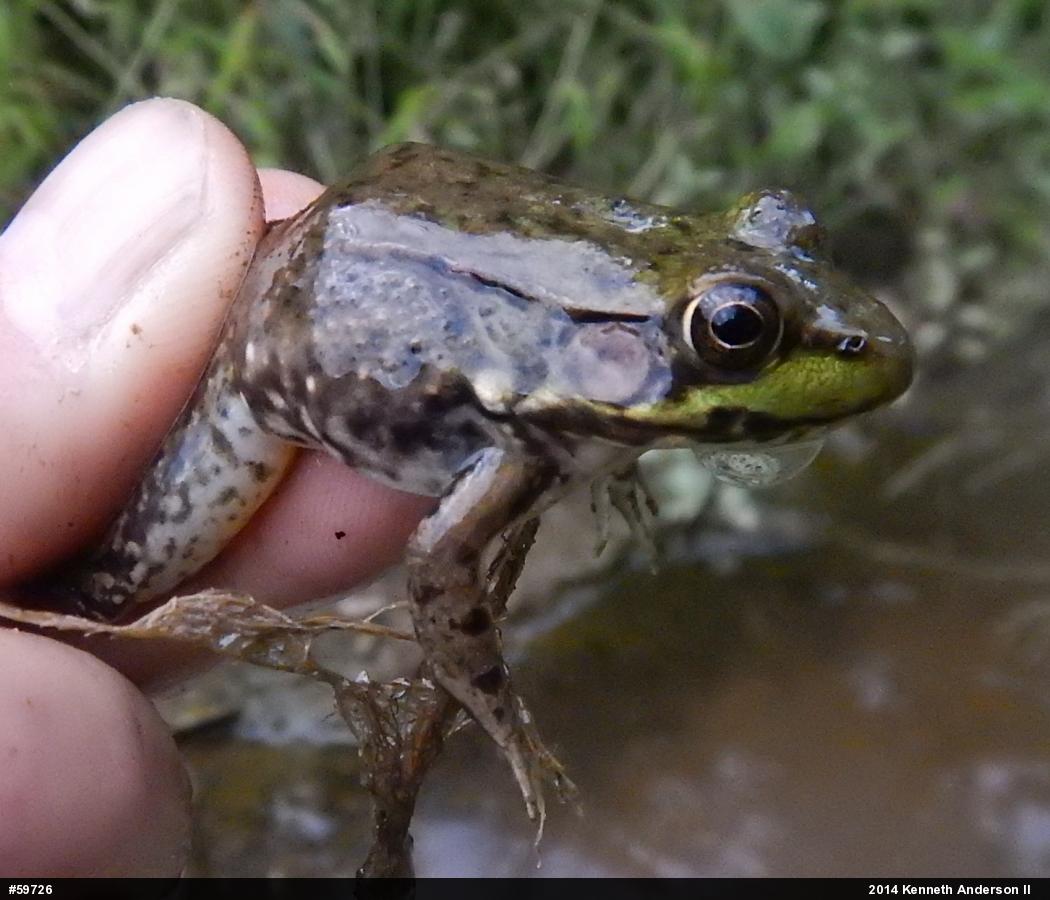 Green Frog