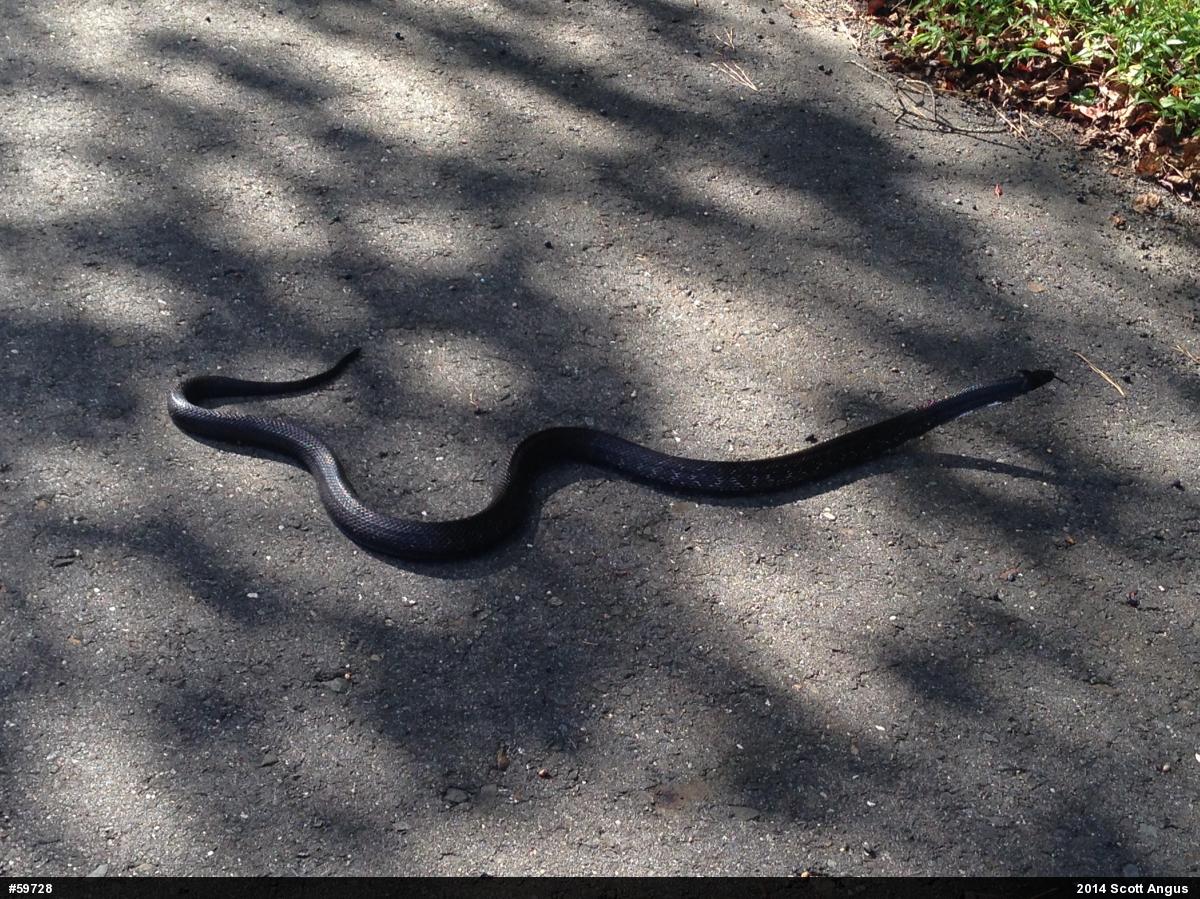 Eastern Ratsnake