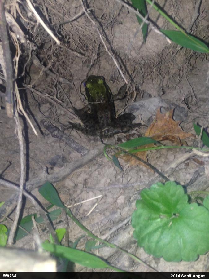 Green Frog