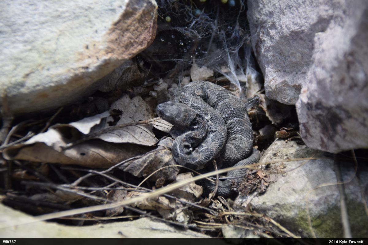 Timber Rattlesnake