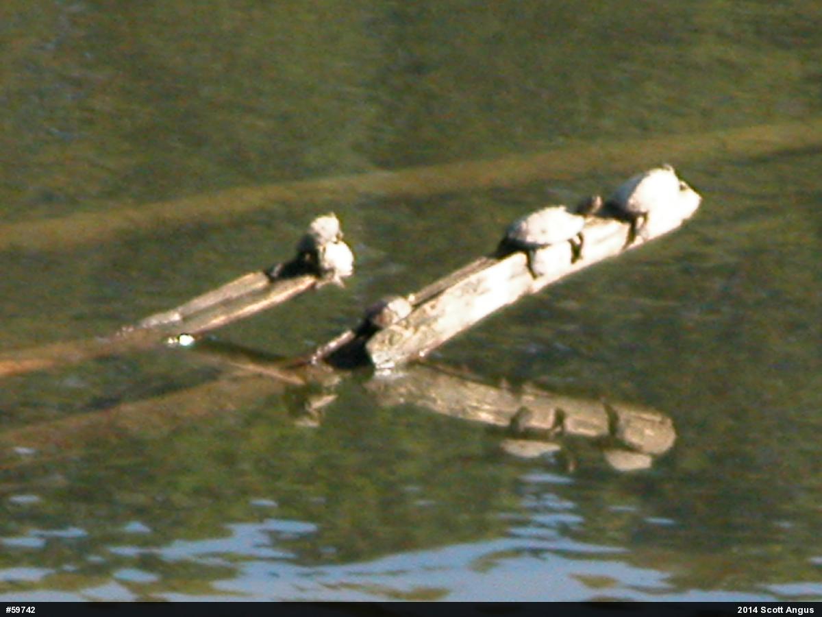 Northern Map Turtle