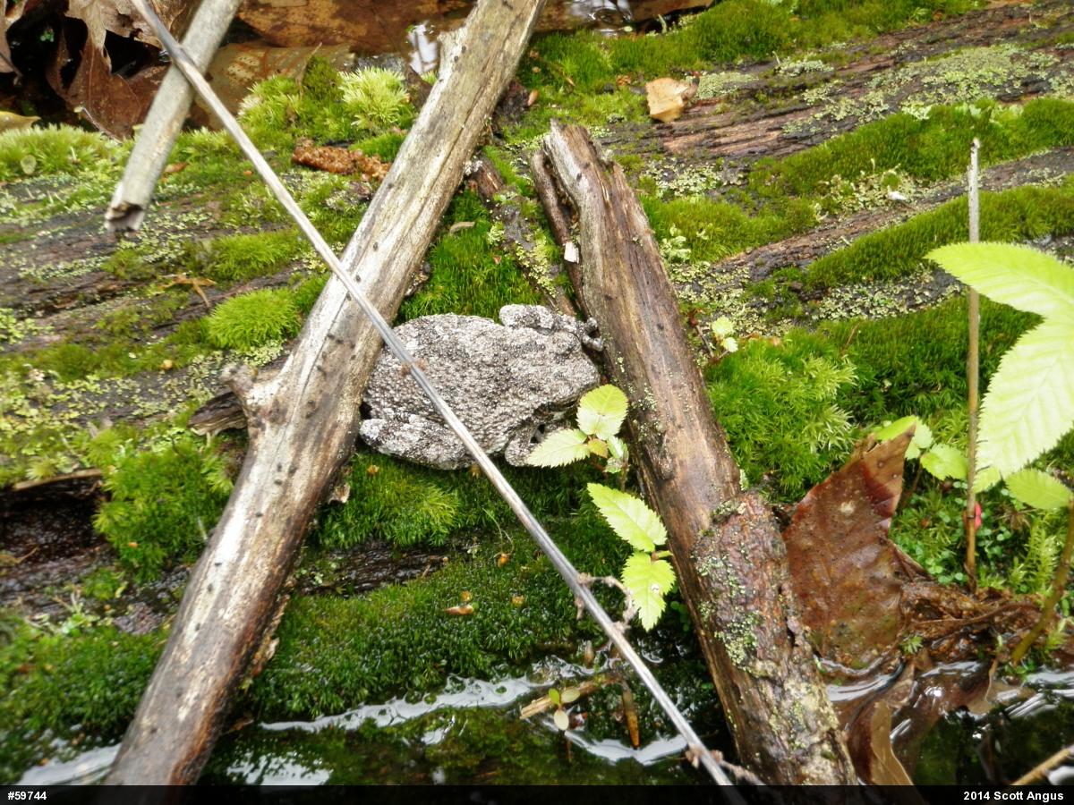 Gray Treefrog