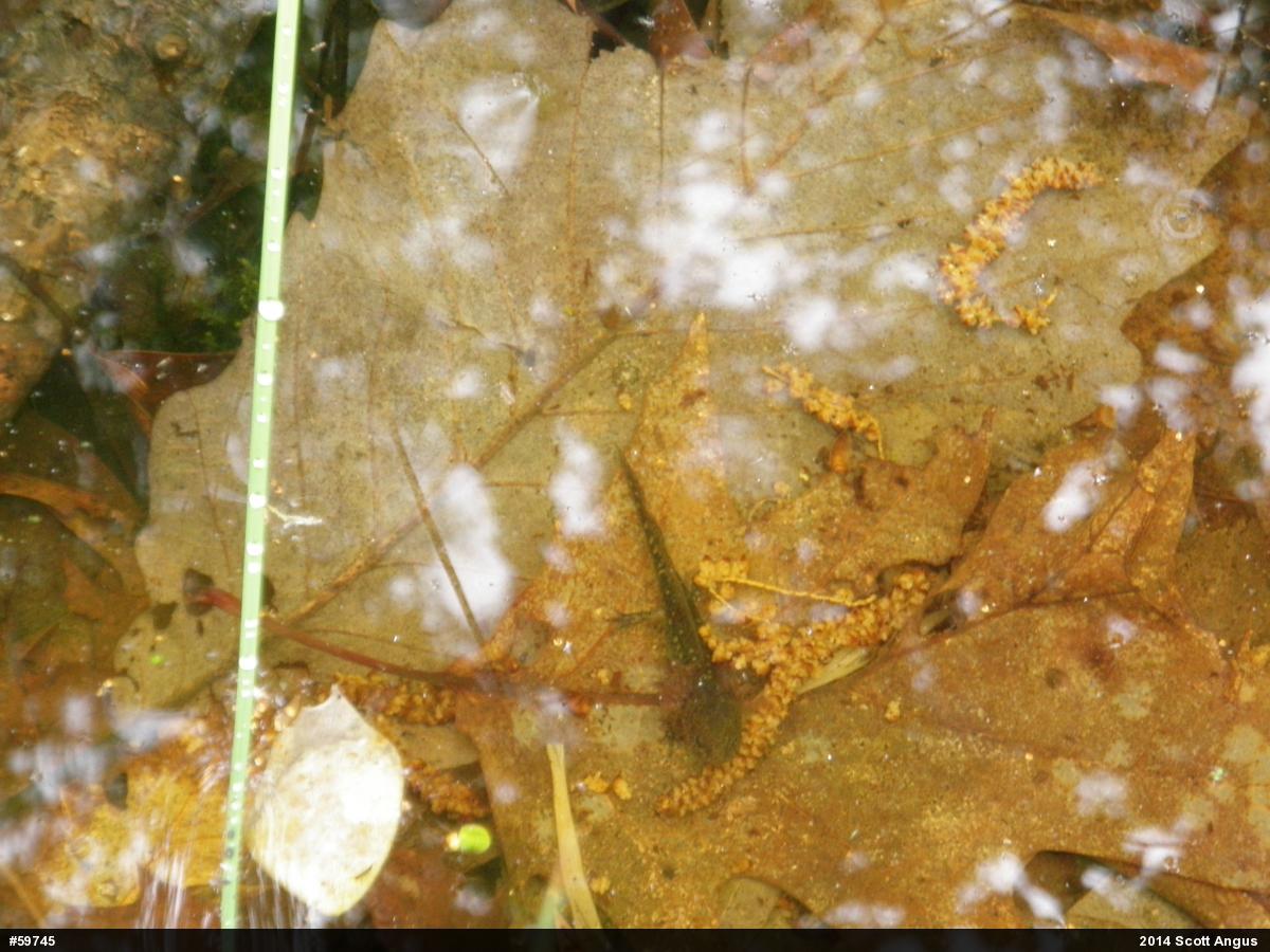 Mole Salamanders