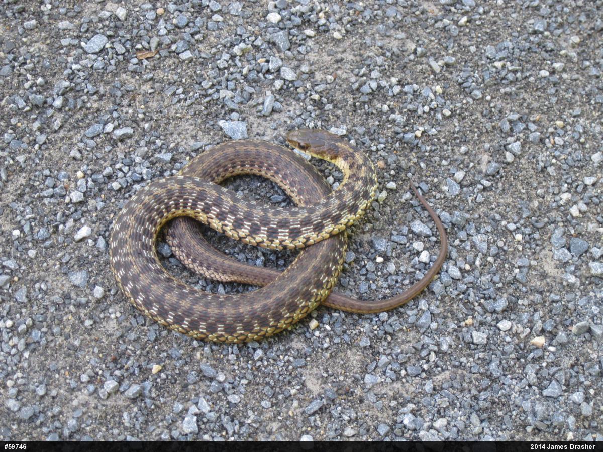 Eastern Gartersnake