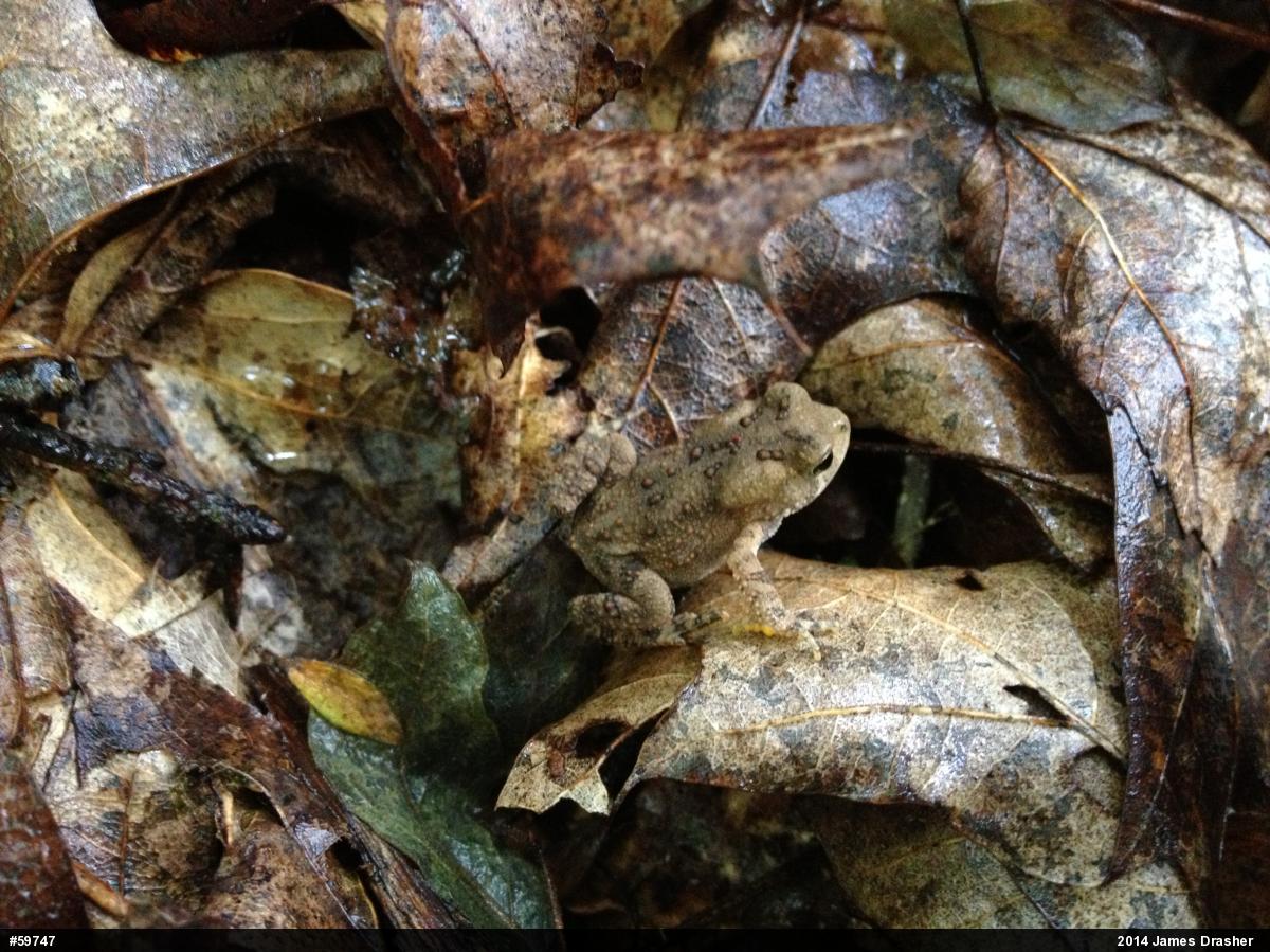 Eastern American Toad