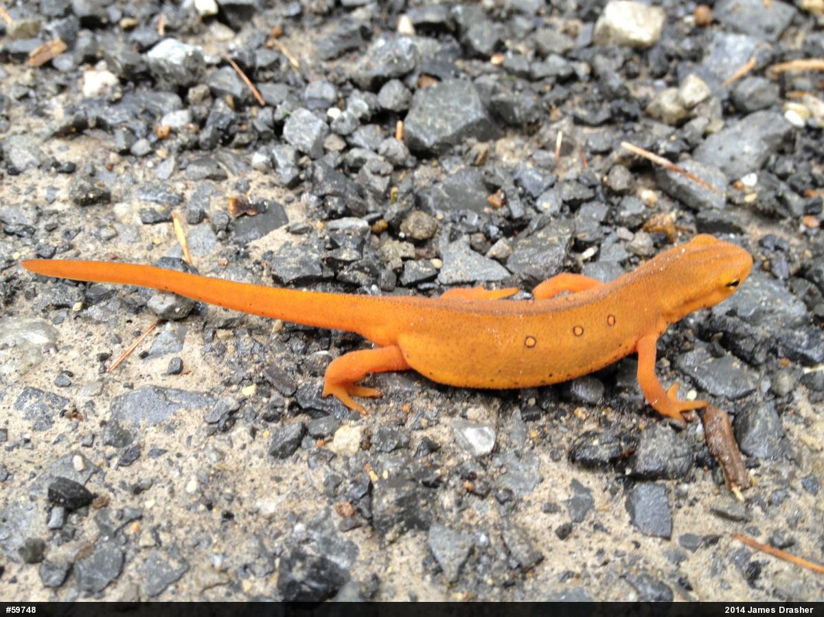 Red-spotted Newt