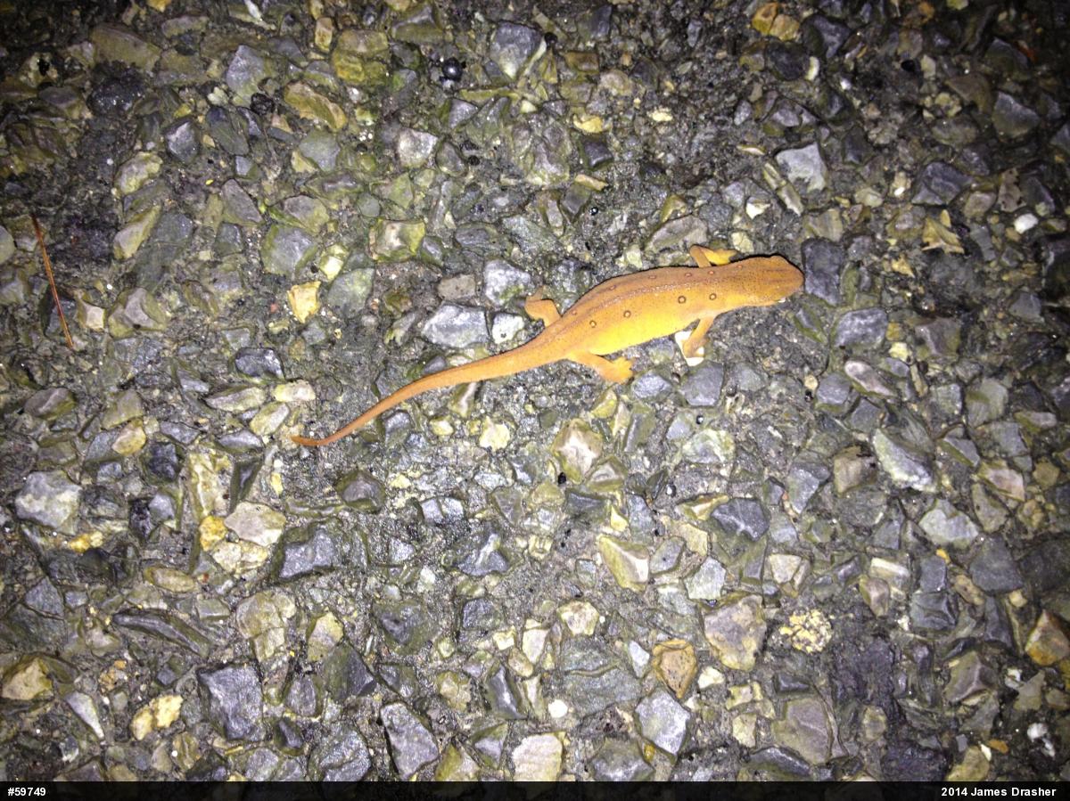 Red-spotted Newt