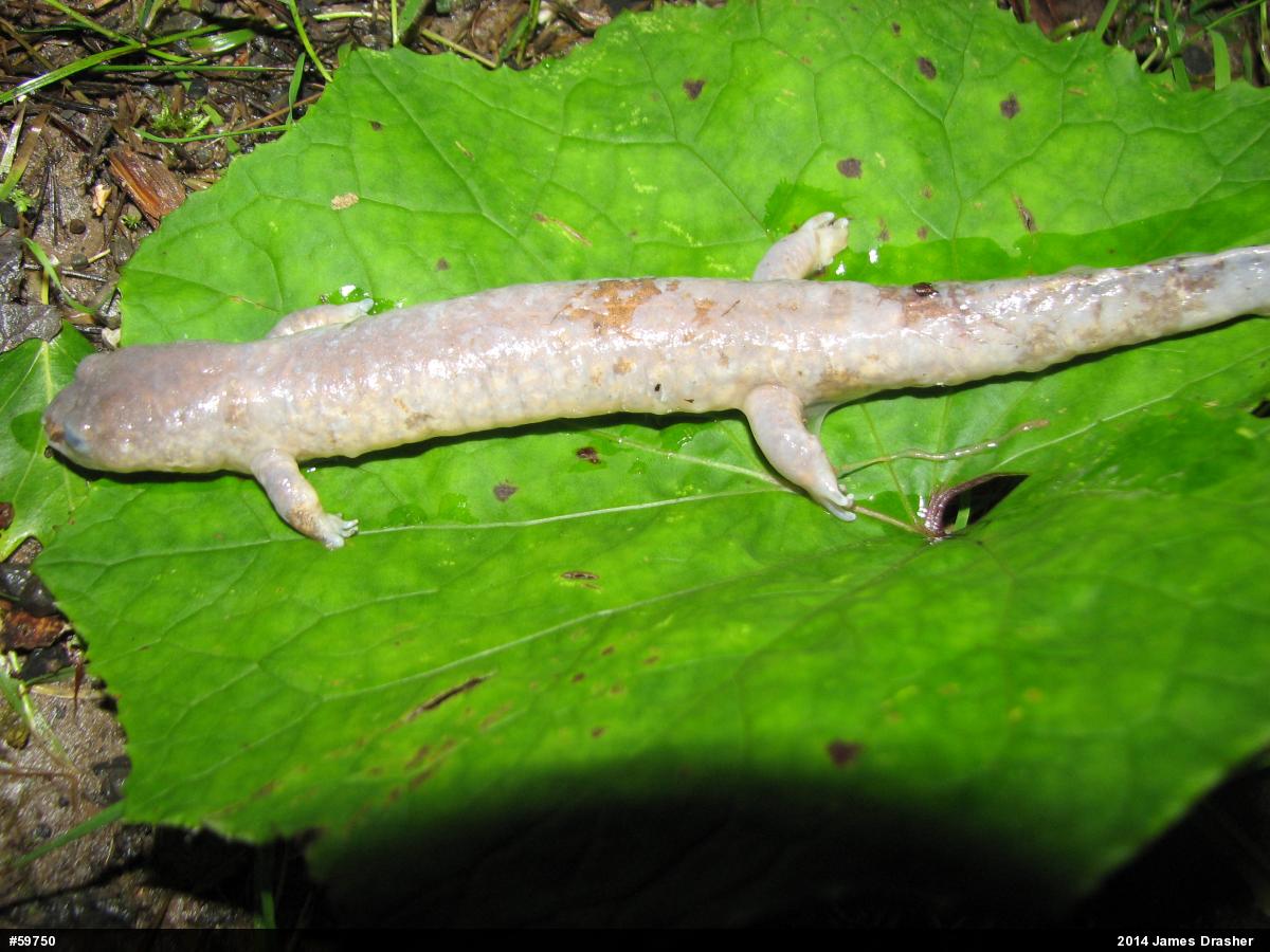 Northern Spring Salamander