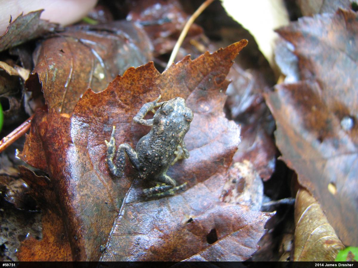 Eastern American Toad