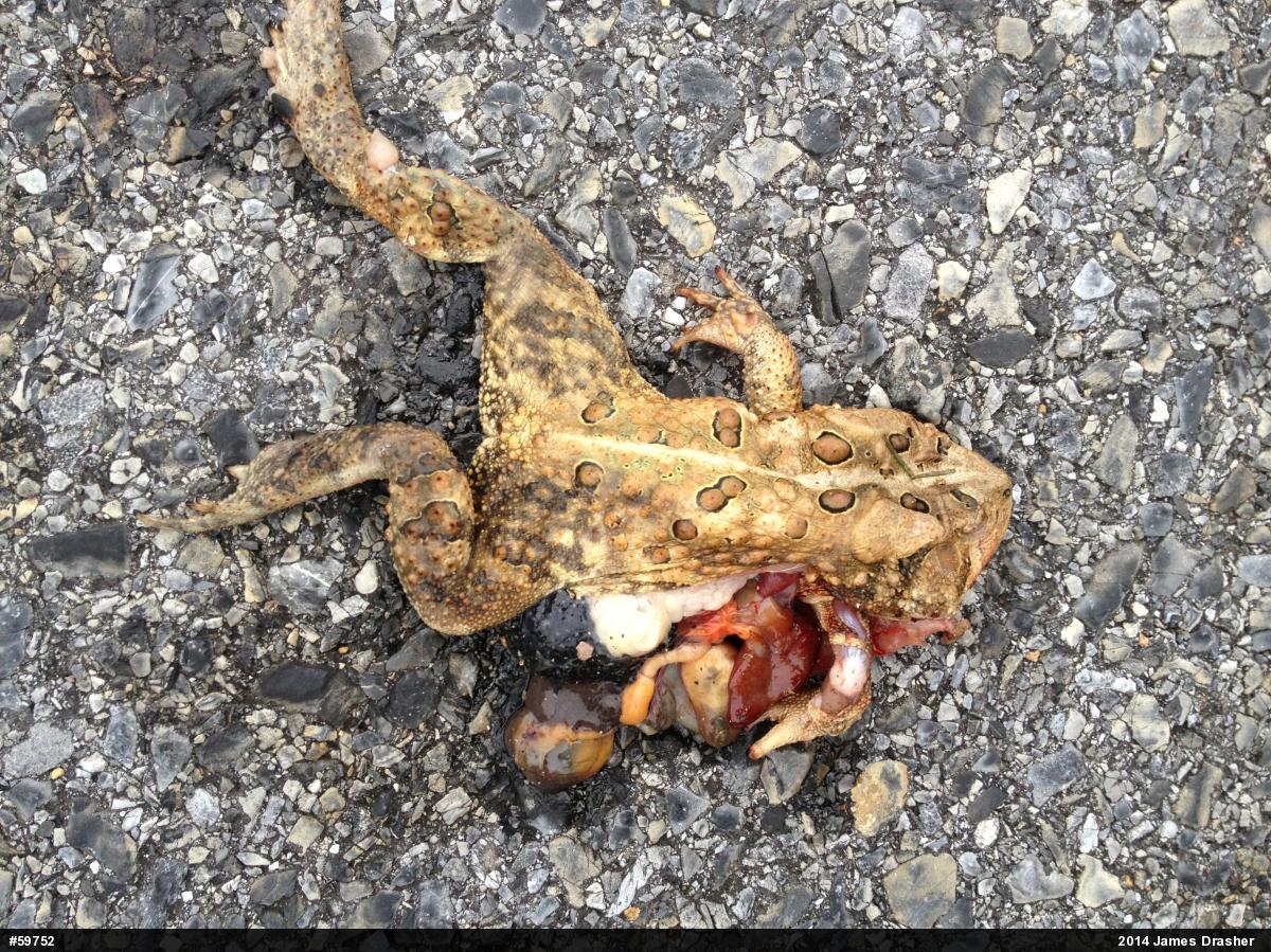 Eastern American Toad