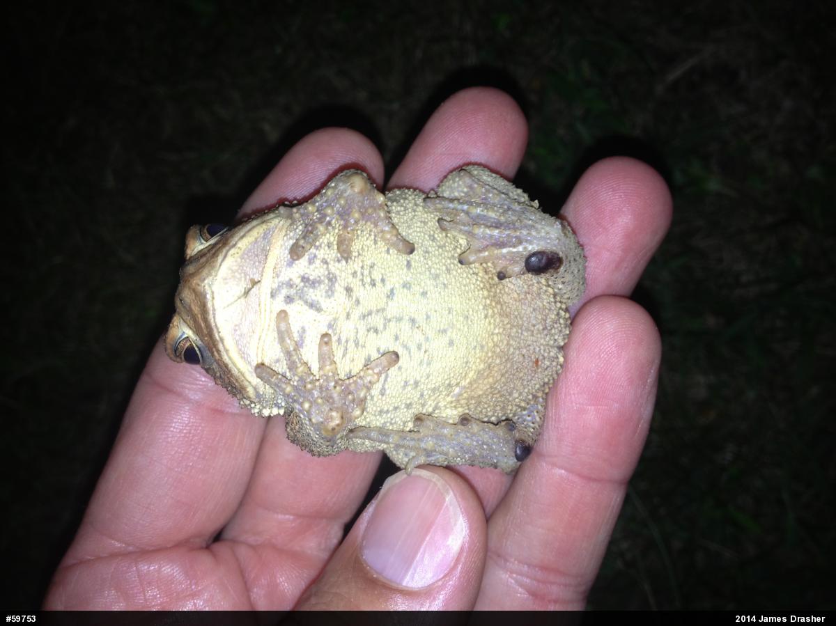 Eastern American Toad