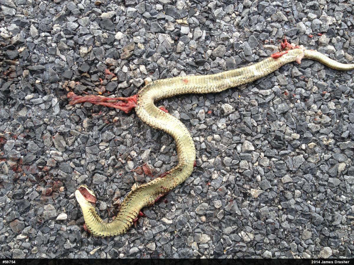 Eastern Gartersnake