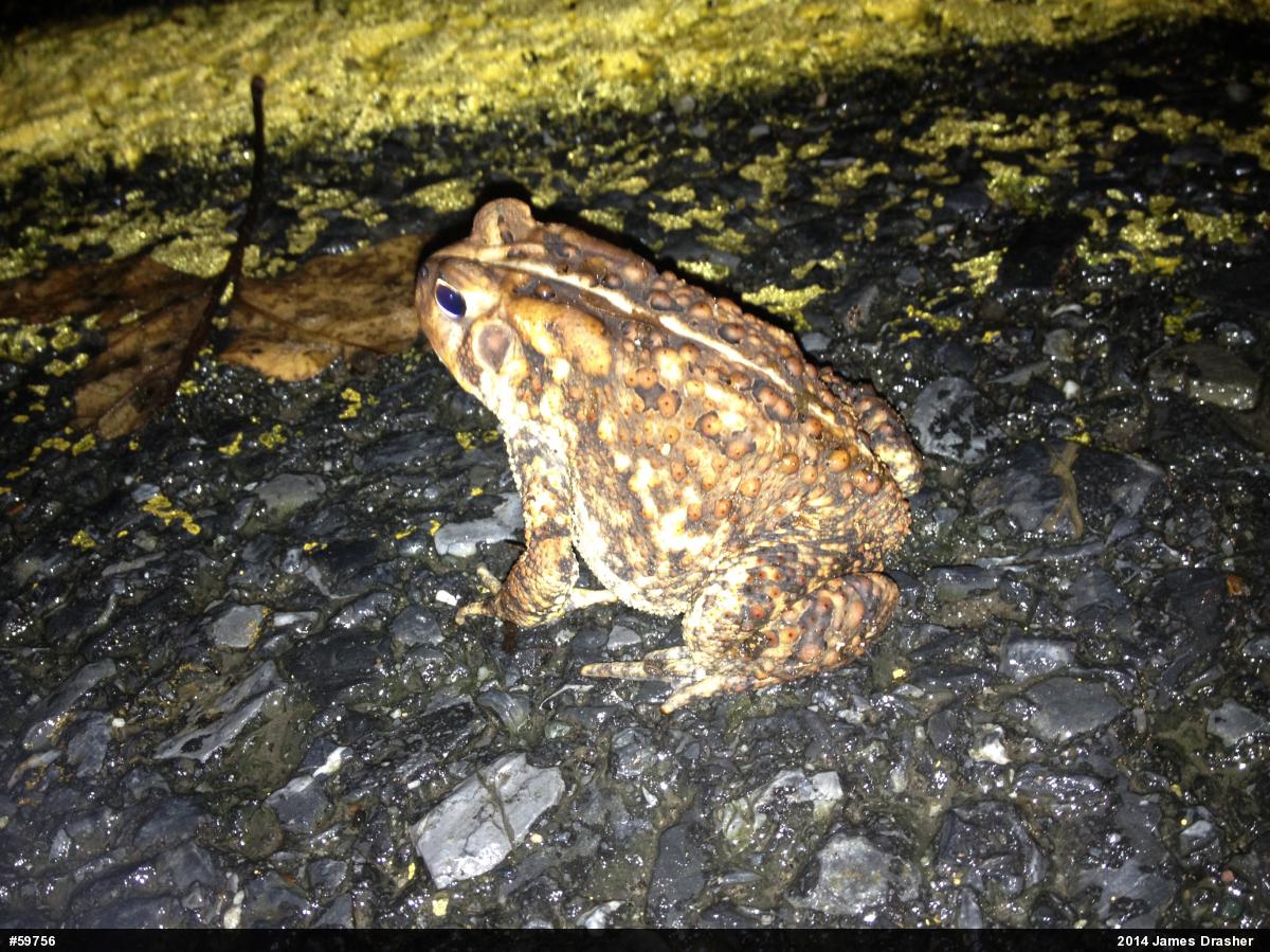 Eastern American Toad
