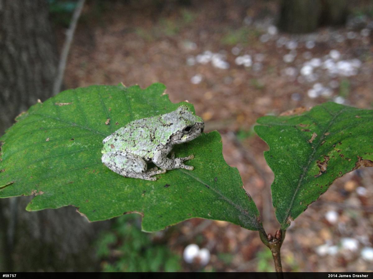 Gray Treefrog