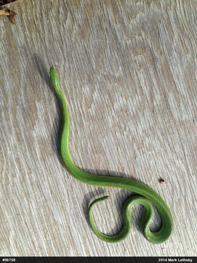 Smooth Greensnake