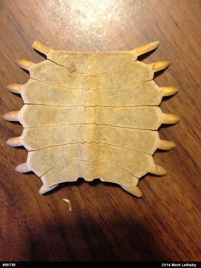Eastern Spiny Softshell