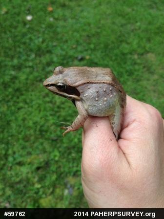 Wood Frog