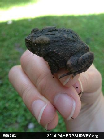 Eastern American Toad