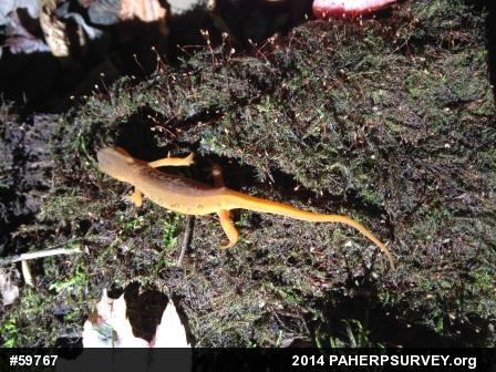 Red-spotted Newt