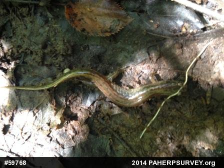 Northern Dusky Salamander