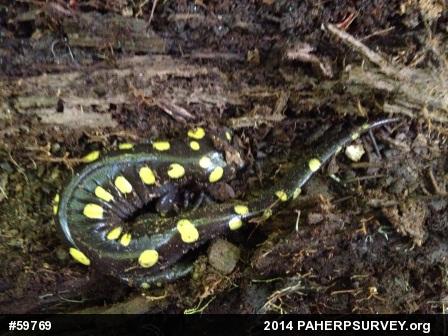 Spotted Salamander
