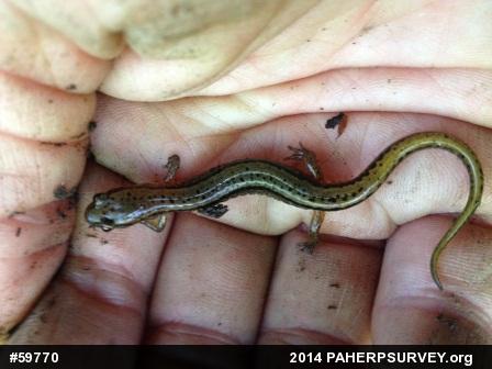 Northern Two-lined Salamander