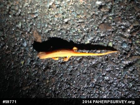 Red-spotted Newt