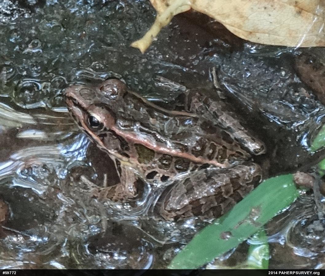 Pickerel Frog