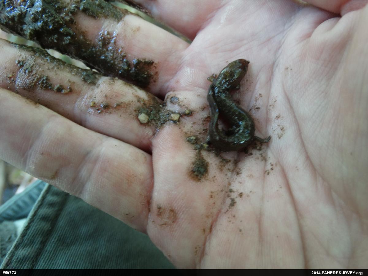 Northern Spring Salamander