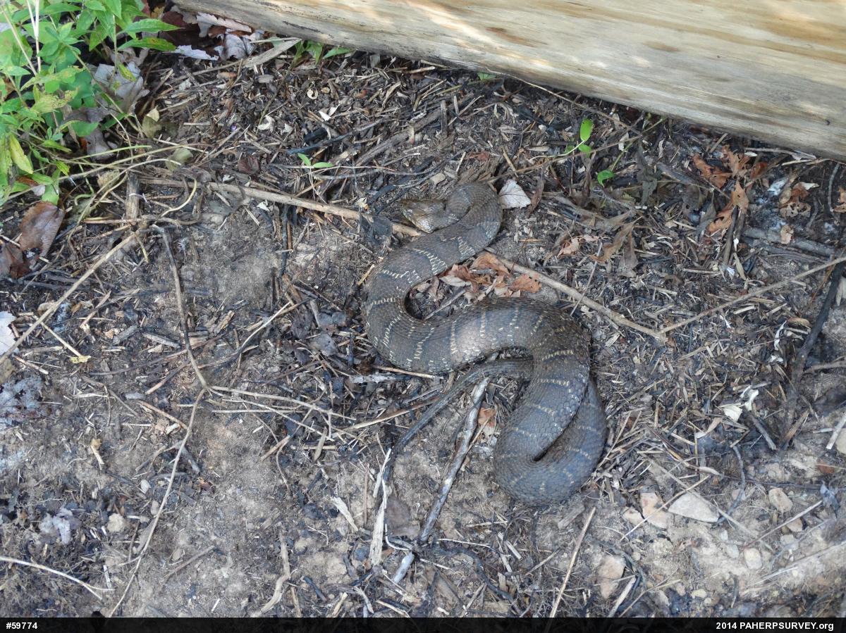 Northern Watersnake