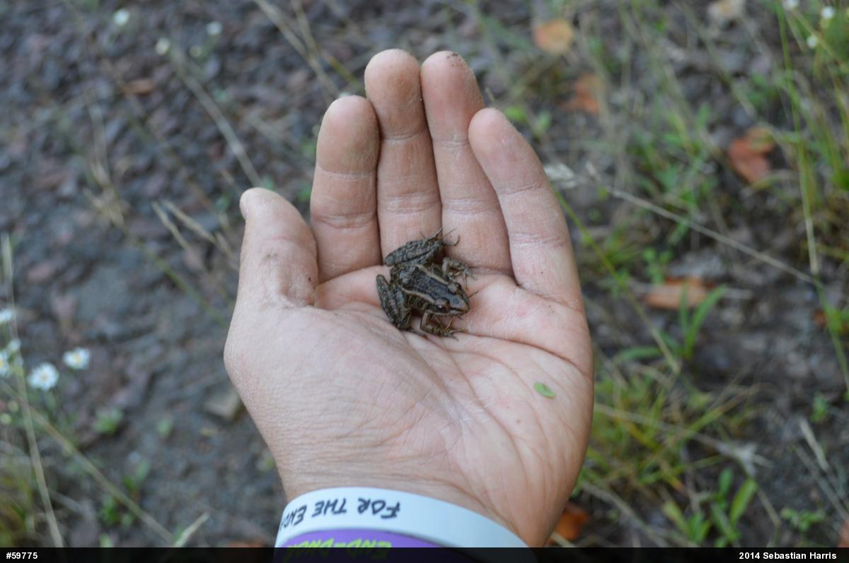 Pickerel Frog