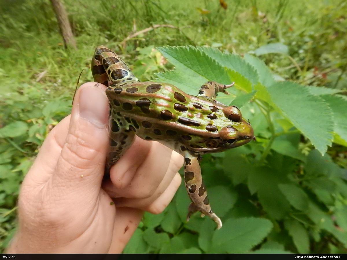 Northern Leopard Frog
