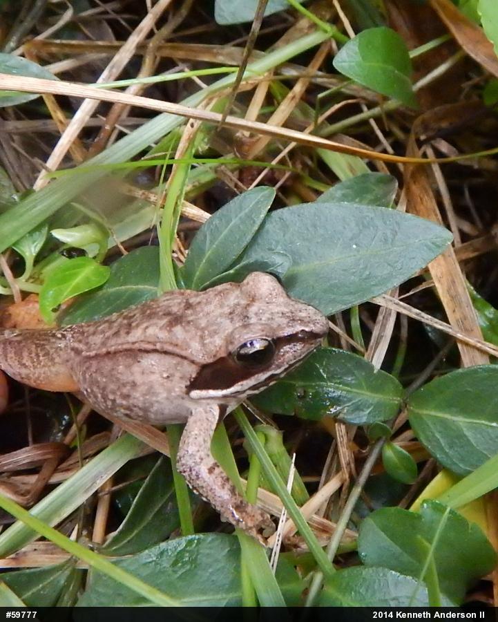 Wood Frog