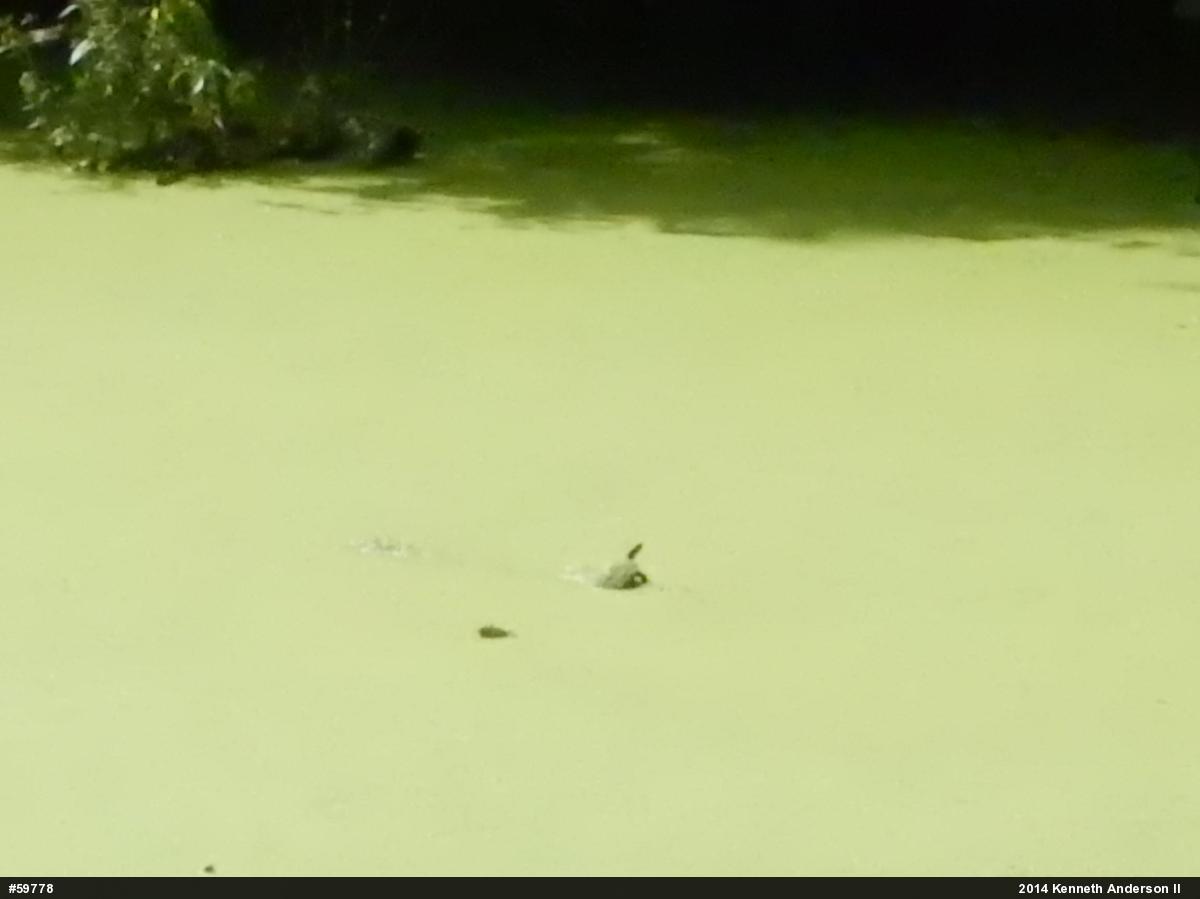 Painted Turtle