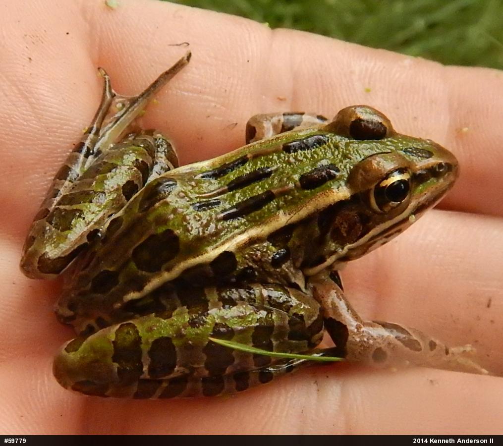 Northern Leopard Frog