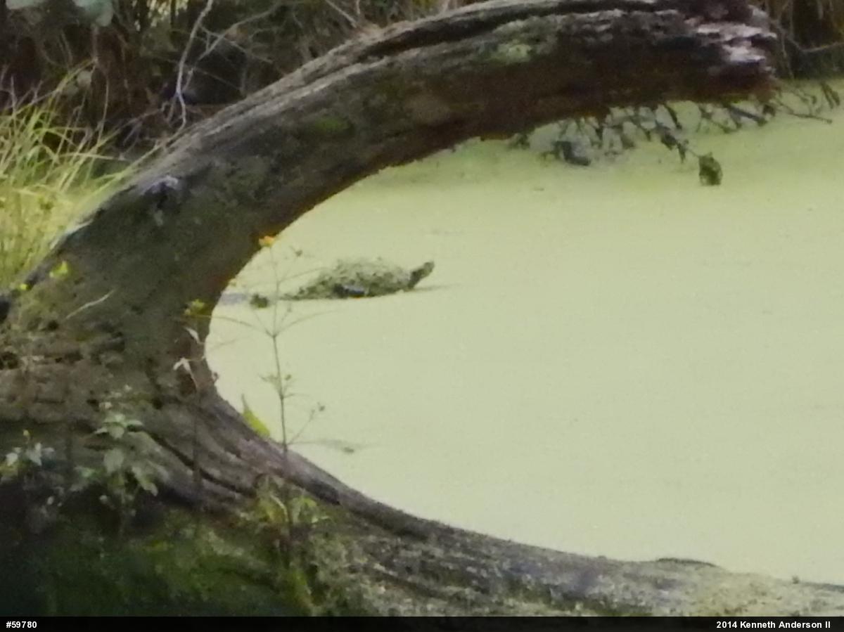 Snapping Turtle