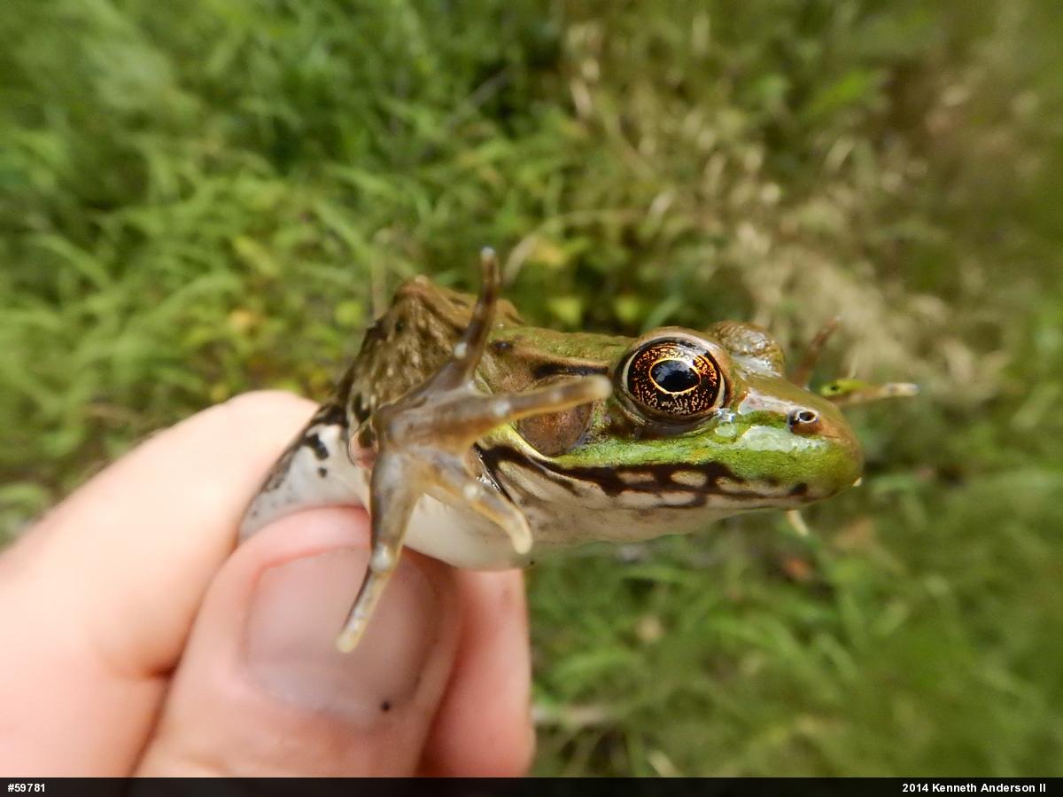 Green Frog
