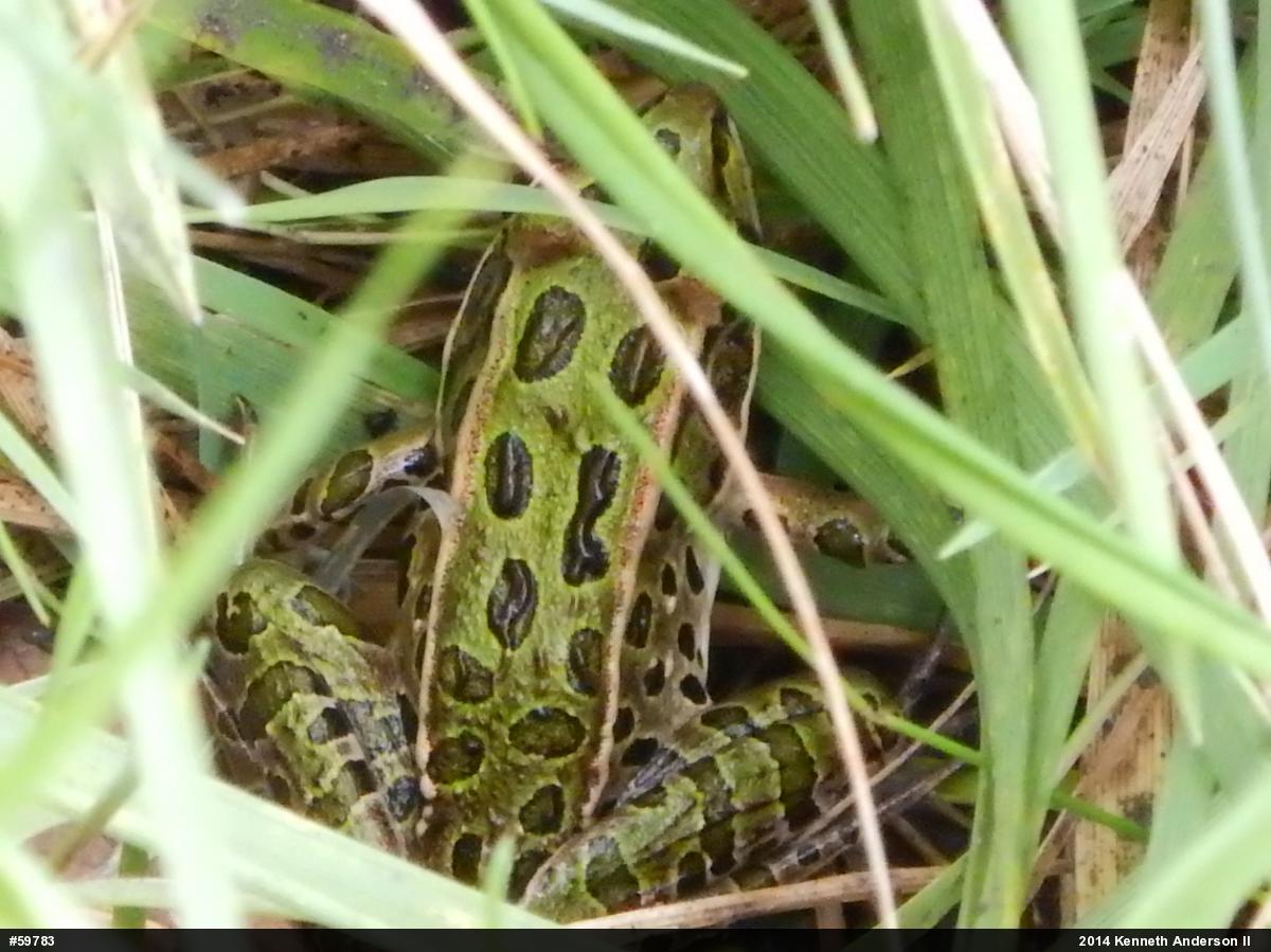 Northern Leopard Frog