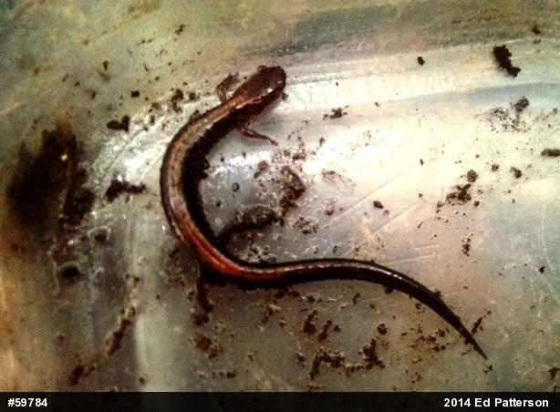 Eastern Red-backed  Salamander