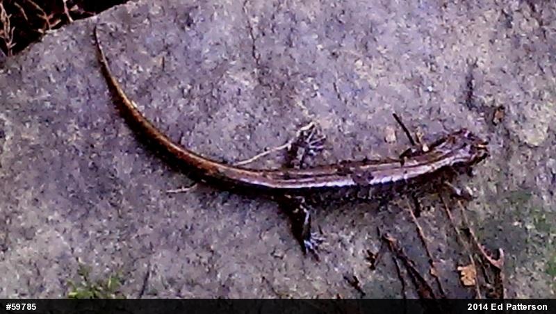 Allegheny Mountain Dusky Salamander